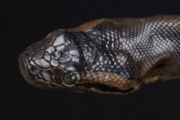 A portrait of a Green Anaconda
