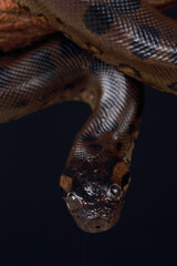 A portrait of a Green Anaconda
