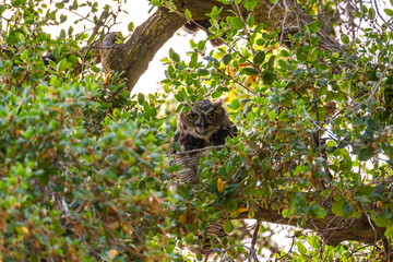 The great horned owlet sitting on a tree. 