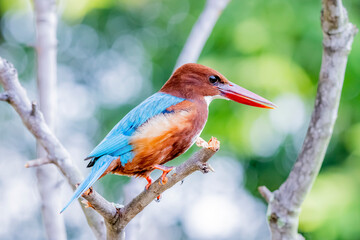 Obraz premium The White-throated Kingfisher on a branch in nature of Thailand
