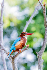 The White-throated Kingfisher on a branch in nature of Thailand