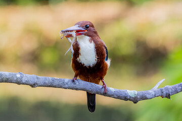 The White-throated Kingfisher on a branch in nature of Thailand