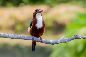 The White-throated Kingfisher on a branch in nature of Thailand