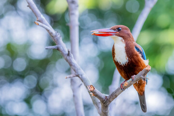 The White-throated Kingfisher on a branch in nature of Thailand