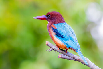 The White-throated Kingfisher on a branch in nature of Thailand