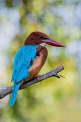 The White-throated Kingfisher on a branch in nature of Thailand