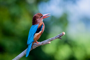The White-throated Kingfisher on a branch in nature of Thailand