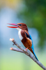 The White-throated Kingfisher on a branch in nature of Thailand
