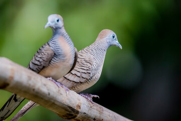 The zebra dove on a branch