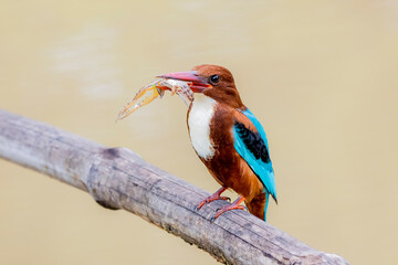 The White-throated Kingfisher on a branch in nature of Thailand
