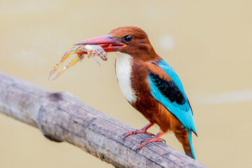 The White-throated Kingfisher on a branch in nature of Thailand