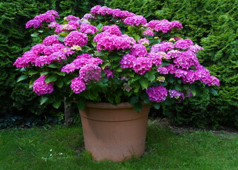 hydrangea as a container plant