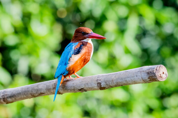 Fototapeta premium The White-throated Kingfisher on a branch in nature of Thailand