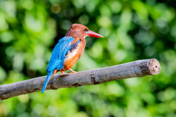 The White-throated Kingfisher on a branch in nature of Thailand