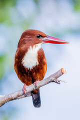 The White-throated Kingfisher on a branch in nature of Thailand