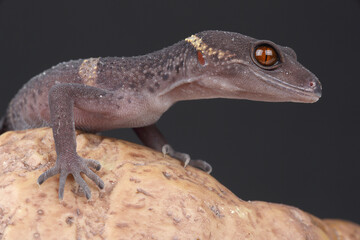 A portrait of a Lichtenfelder's Gecko on a rock
