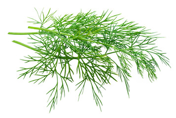 Green dill leaves isolated on white background.