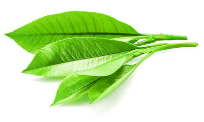 Obraz premium Fresh tea leaves isolated on white background. Closeup.