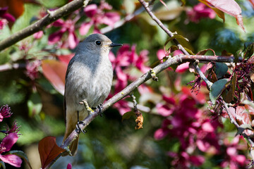 Weiblicher Hausrotschwanz (Phoenicurus ochruros)