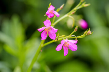 Fototapeta premium The beautiful Talinum paniculata is an ornamental plant with medicinal properties.