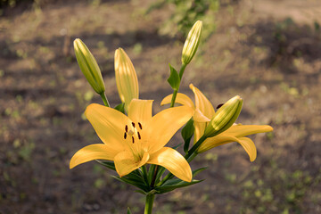 Yellow Lily flower in the garden.