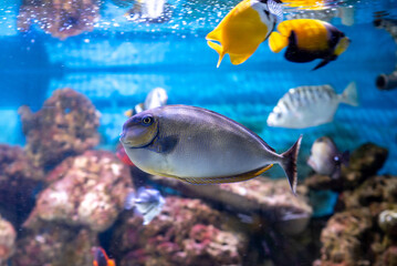 Bright and colorful sea fish. Fish.