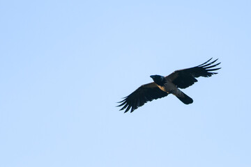 Nebelkrähe bei der Futtersuche im Frühjahr	