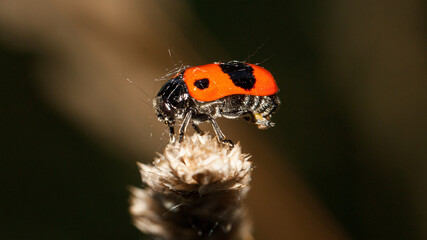 ladybird on a flower