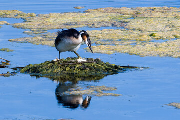 Haubentaucher beim brüten in der Abendsonne	
