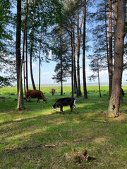 Wild cattle grazing by Engure national park lake