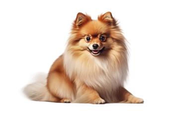 The Watchful Guardian on White or PNG Transparent Background.