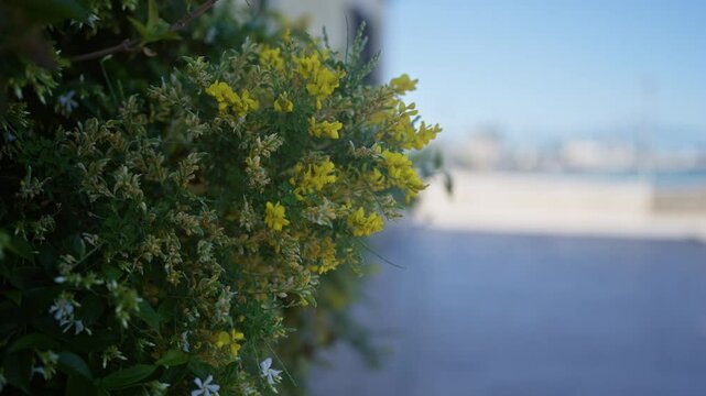 Vibrant yellow leaves of a colutea arborescens shrub, known as bladder senna, add a pop of color to an outdoor scene in southern italy, specifically puglia.