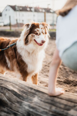 Porträt eines schönen australischen Hirtenhundes im Freien.Australian Shepherd playing in the sand