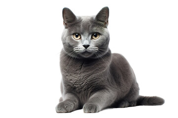 Fototapeta premium Gray British Shorthair cat portrait, cute domestic feline resting pose, fluffy pet animal for veterinary and adoption ads isolated on Transparent Background