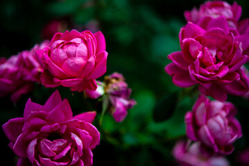Deep pink rose flowers in a rose garden