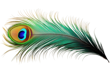 Ethereal Elegance: A Majestic Peacock Feather Unveiled on White or PNG Transparent Background.