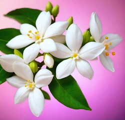 Obraz premium pink orchid isolated on white, plumeria, plant, flowers, blossom, bloom, flora, beauty, spring, garden, tropical, floral, petal, orchid