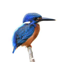 bird with velvet blue wings, back to head and reddish belly perching branch isolated on white background, blue-eared kingfisher