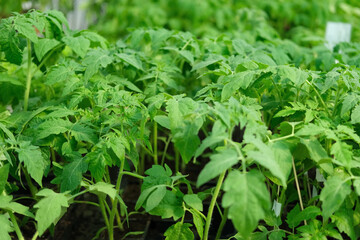 Cultivation of Vegetable seedlings growing in a plant nursery. Green Tomato plant recently germinated, ready for thinning, transplanting. Home garden in pots and tray indoor. Kitchen gardening concept