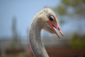 Fototapeta premium portrait of an ostrich