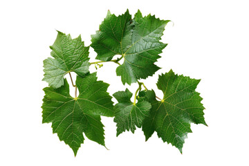 Grapes leaves isolated on transparent background