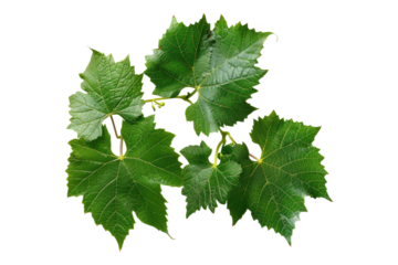 Grapes leaves isolated on transparent background
