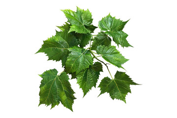 Grapes leaves isolated on transparent background
