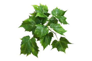 Grapes leaves isolated on transparent background