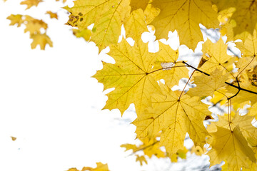Yellow maple leaves in autumn, on a white background
