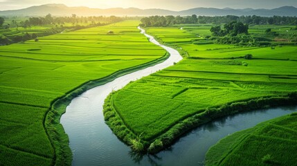 Obraz premium Irrigation canal flowing through lush green rice fields, providing water for crop growth and development.