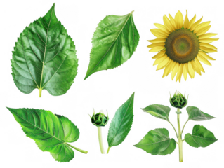 Green Sunflower Leaves in Various Shapes