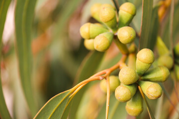 Eucalyptus fruit growing on the branch of the tree