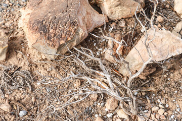 Driy Thymelaea Hirsuta plant in the mountain in Spain