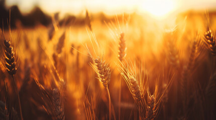 This breathtaking image of a golden wheat field at sunset captures the essence of nature's bounty, with the warm glow of the setting sun highlighting the rich textures of the wheat stalks.